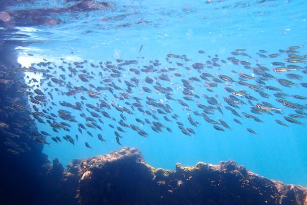 Silversides Silversides