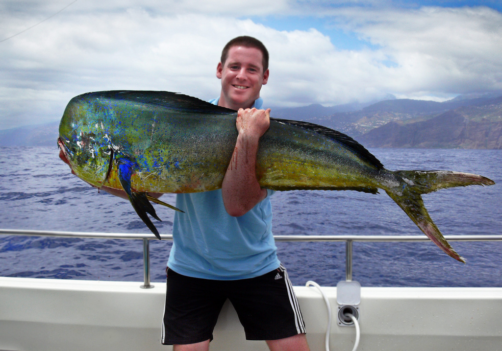 Common dolphinfish Common dolphinfish