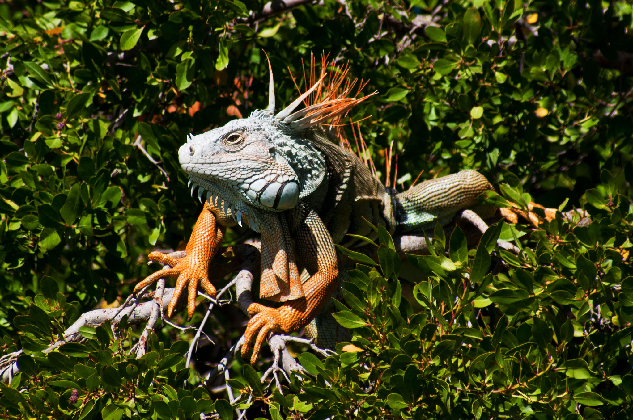 Green Iguana by Mark Yokoyama