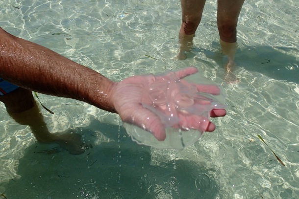 A handful of Moon Jelly/SBPR