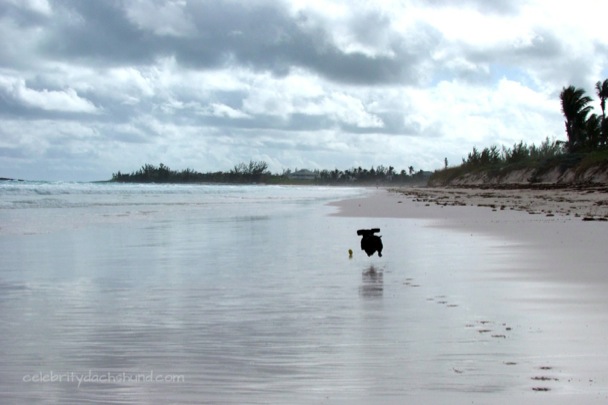 Crusoe playing fetch on French Leave, Eleuthera