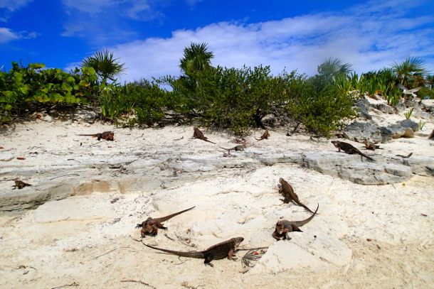 Tons and tons of hungry iguanas | Credit: SBPR