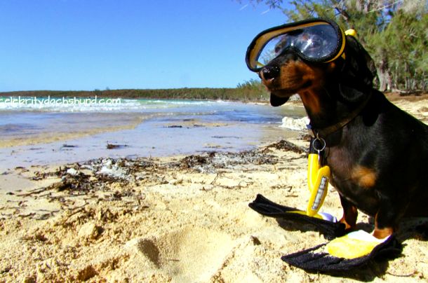 Crusoe all geared up for a snorkel