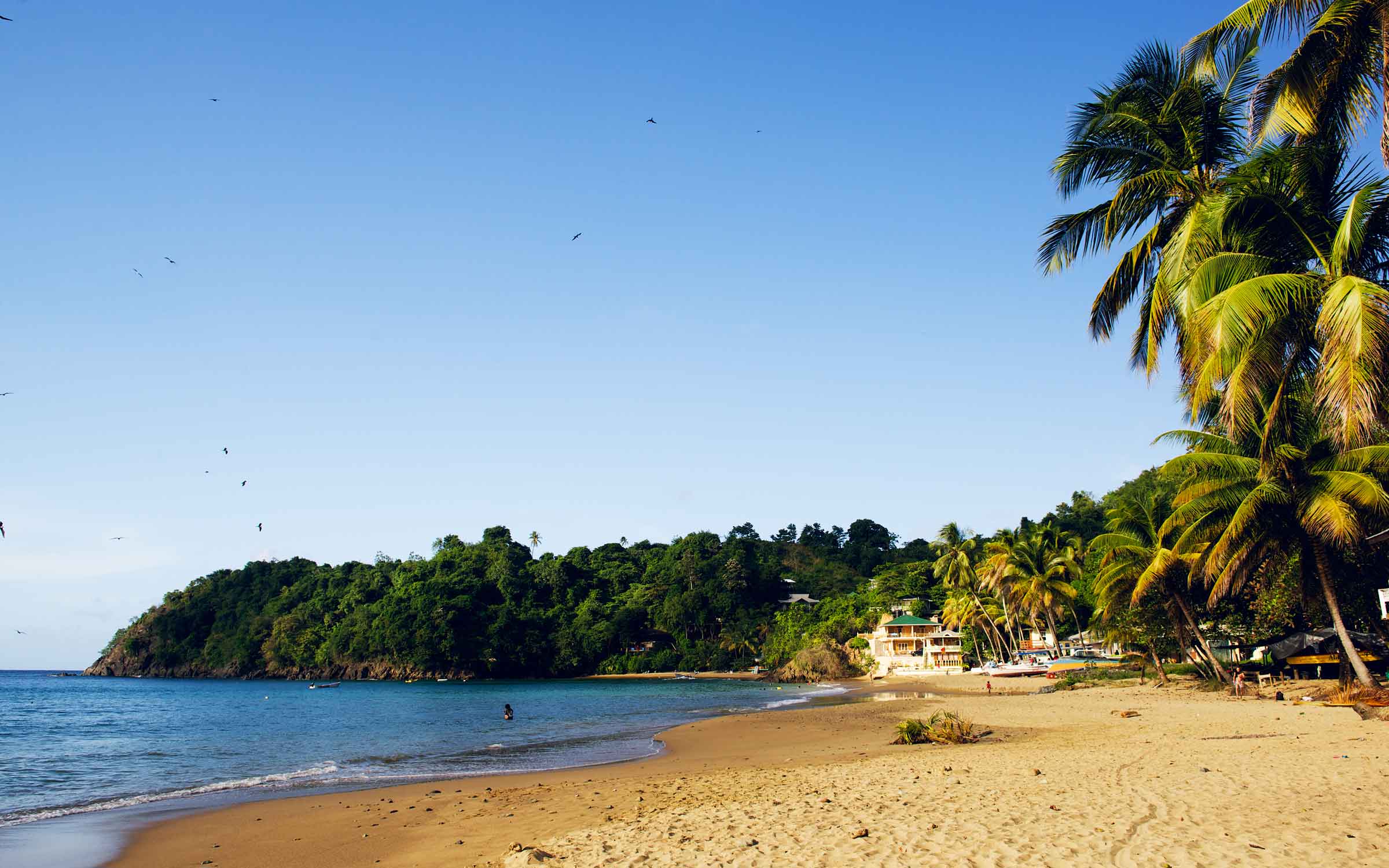 Castara Beach Tobago Caribbean Wallpaper by Patrick Bennett