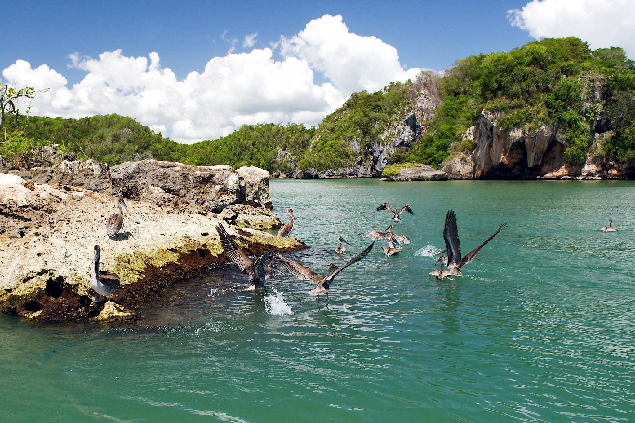 Los Haitises National Park pelicans by Patrick Bennett