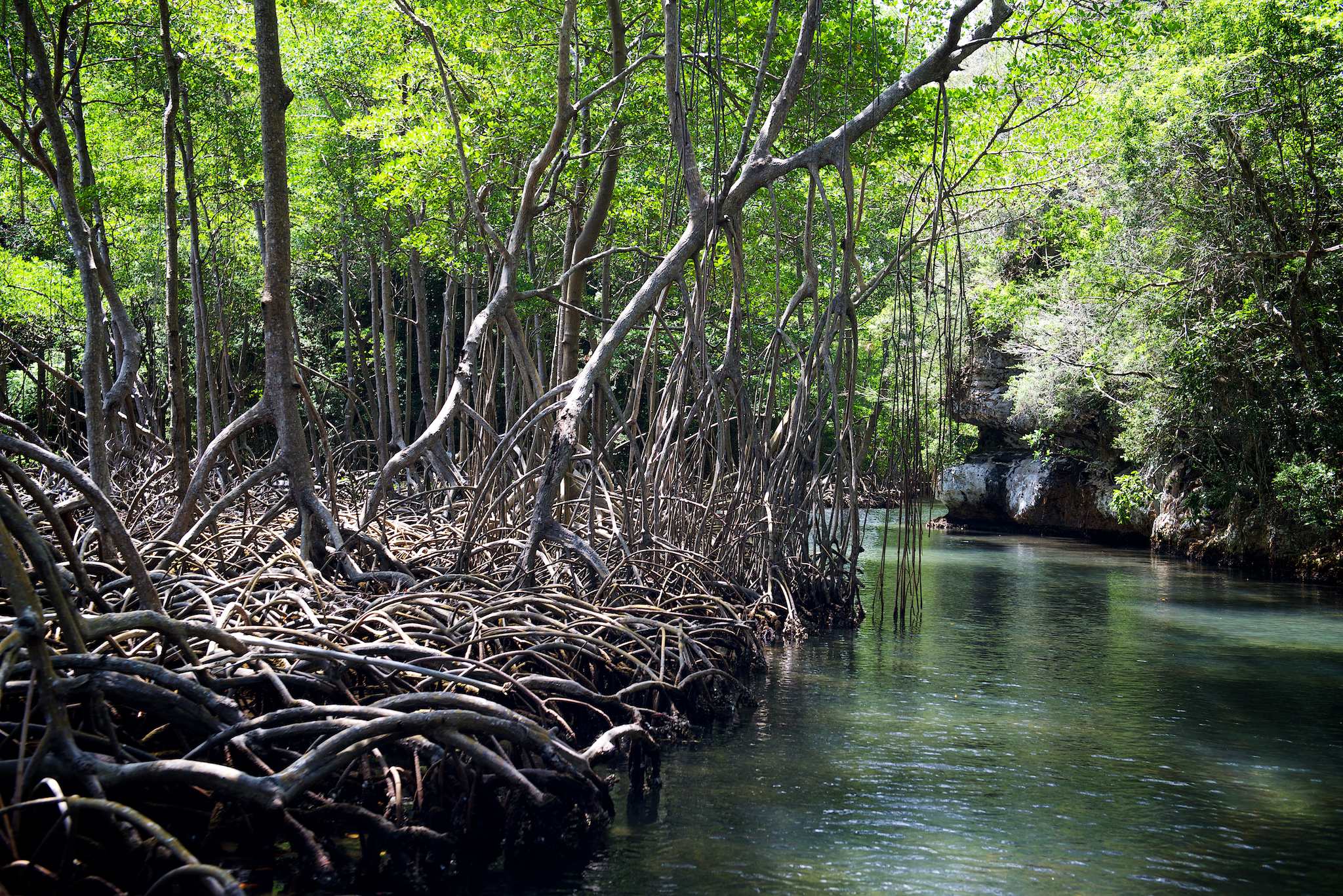 Los Haitises National Park mangroves by Patrick Bennett