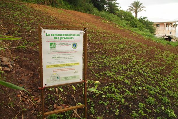 Hillside farming at Le Hameau du Morne des Cadets | SBPR