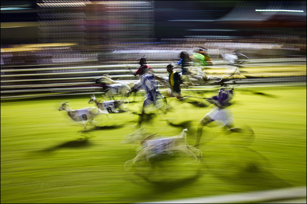 Buccoo Goat Race 2013 by Hugh Stickney