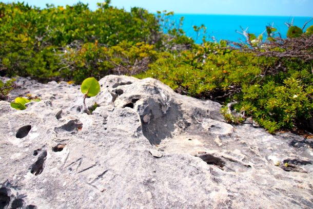 Osprey Rock Carvings, Provo | SBPR