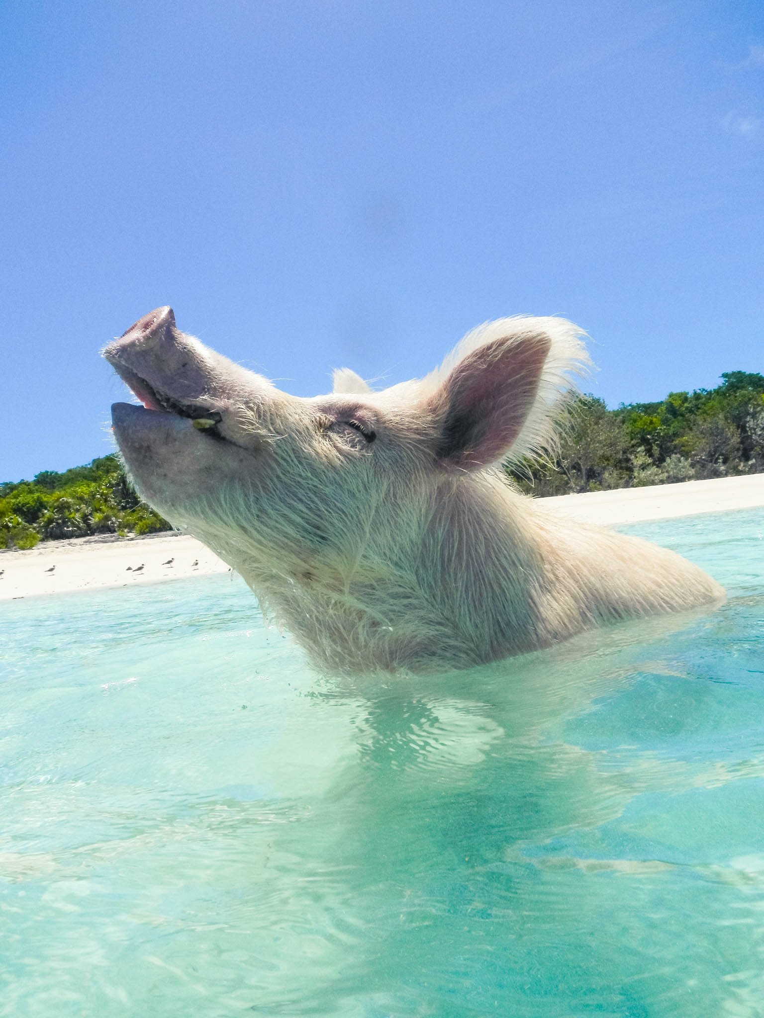 Pig Beach, Exumas, The Bahamas by Patrick Bennett