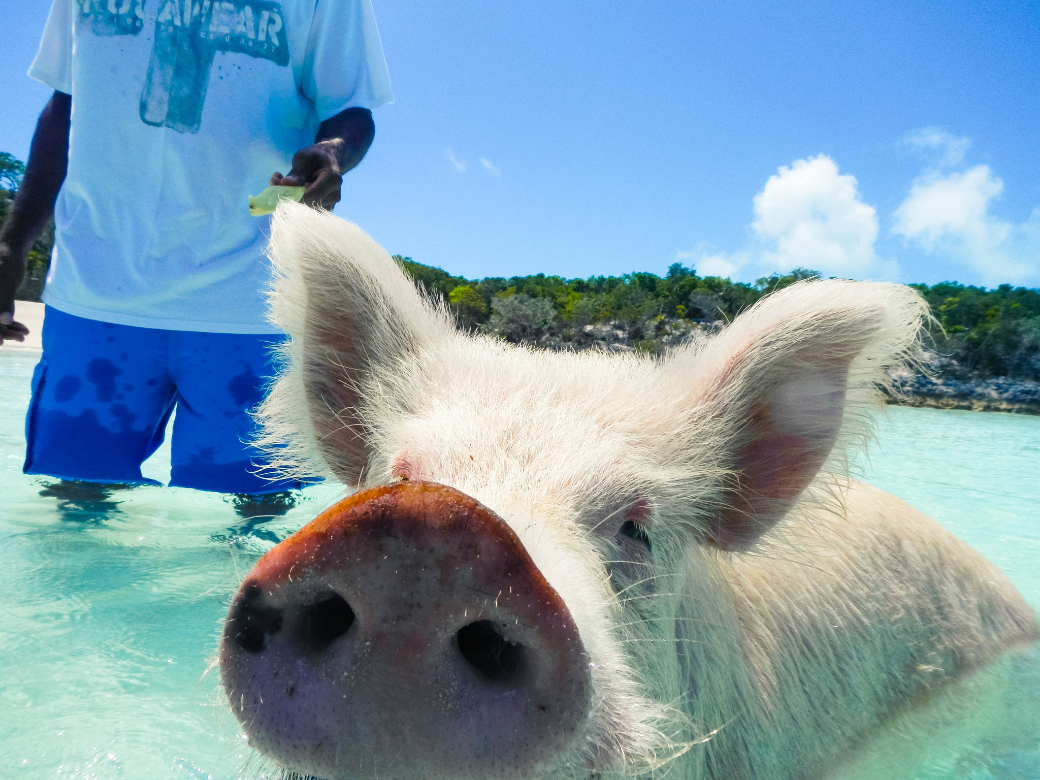 Swimming Pigs, Exumas, The Bahamas by Patrick Bennett