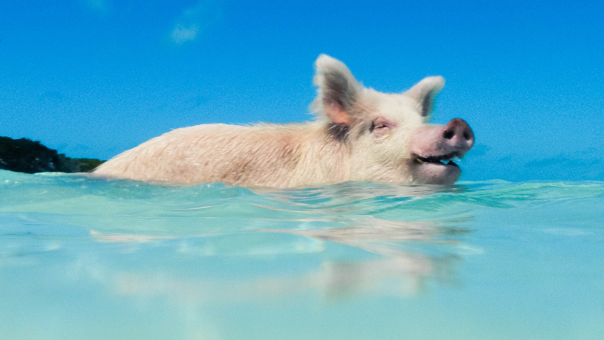 Swimming Pigs Exumas The Bahamas by Patrick Bennett