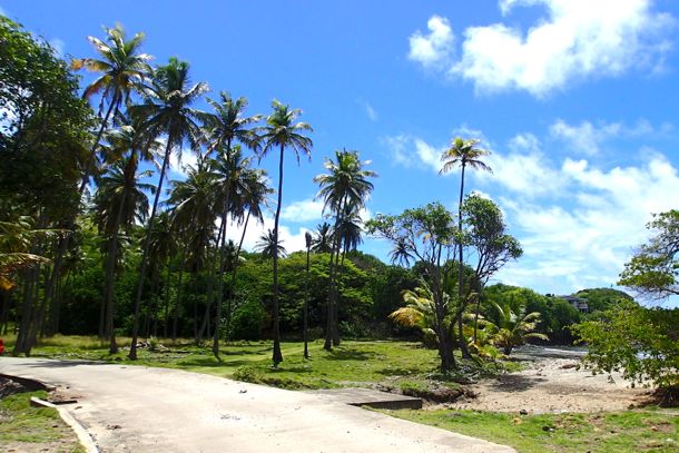 Towering Palms on the road to Bequia Head | SBPR