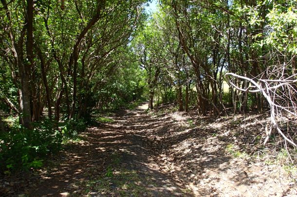 Into the Bush at Bequia Head | SBPR