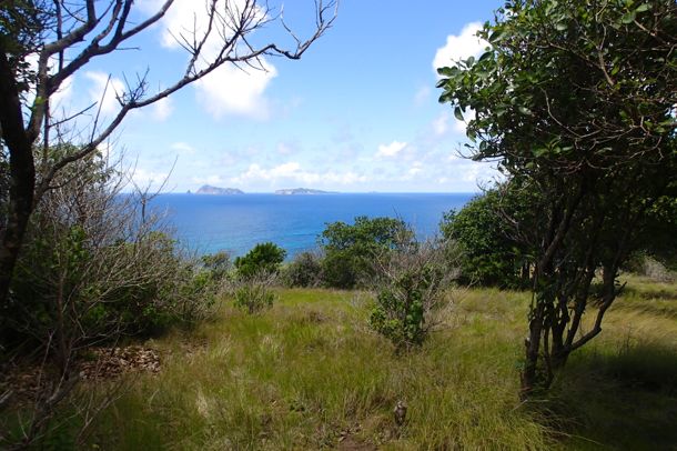 Peeking through the trees on the trail to Bequia Head | SBPR