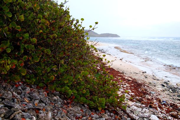 Far Western Edge of Jack's Bay, St. Croix | SBPR