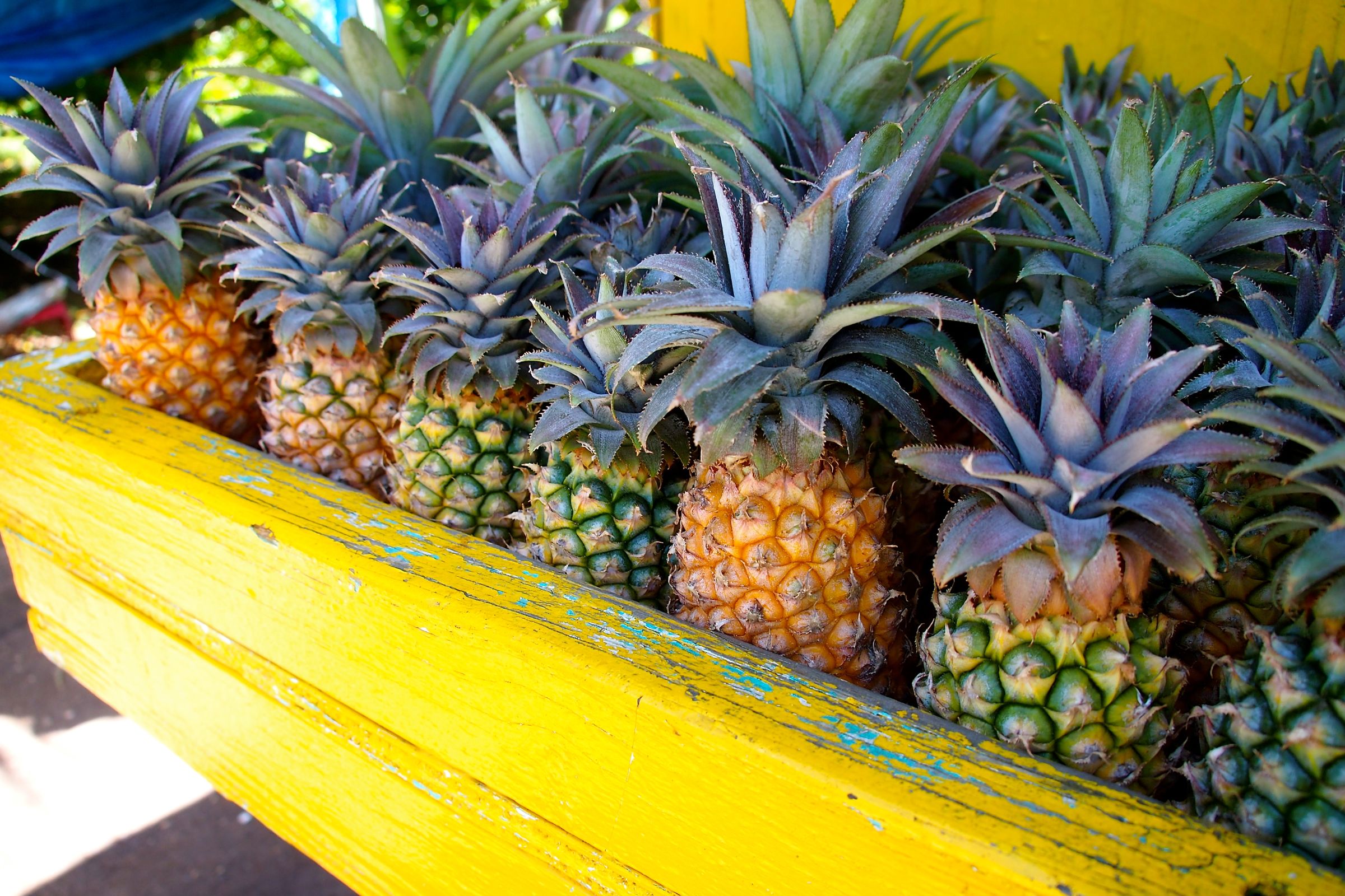 Antigua Black Pineapples