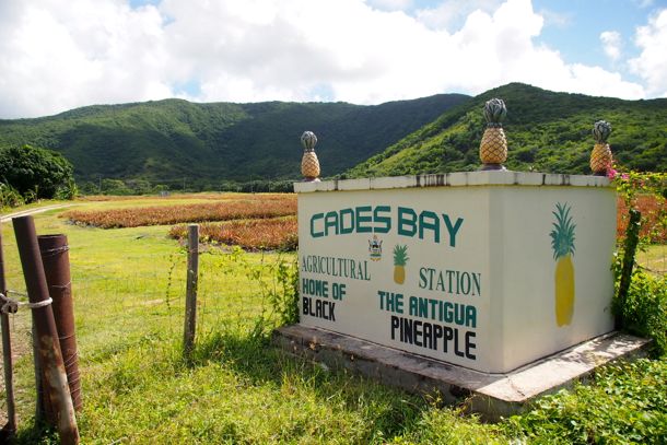 Antigua Black Pineapple Farm Cades Bay | SBPR
