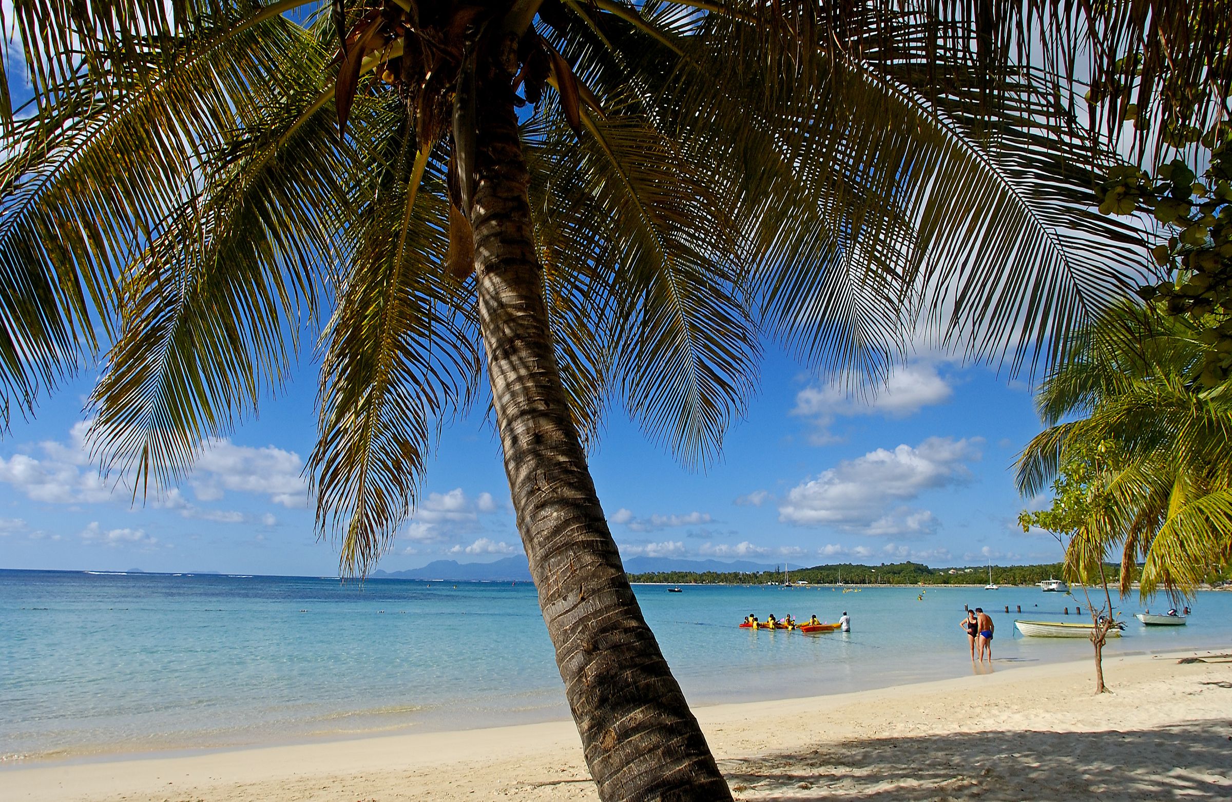 Beware The Mystical Silk Cotton Tree: Haunted Caribbean