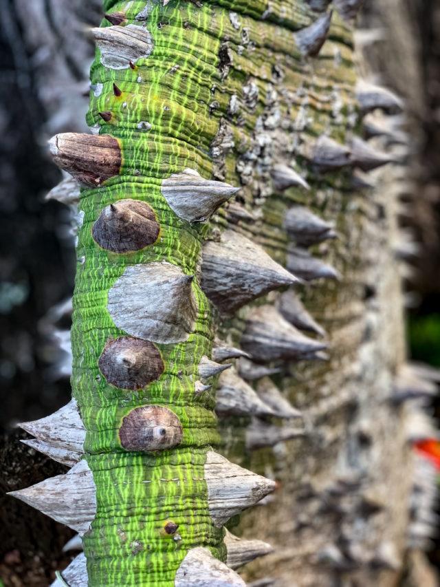 silk cotton tree closeup