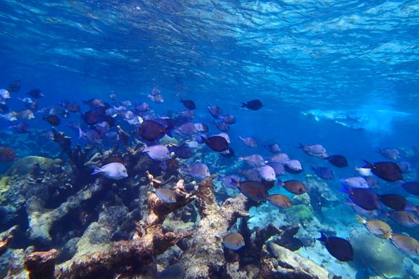 Blue tang at Buck Island | SBPR