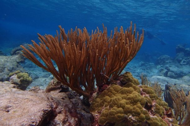 Coral making a comeback at Buck Island | SBPR