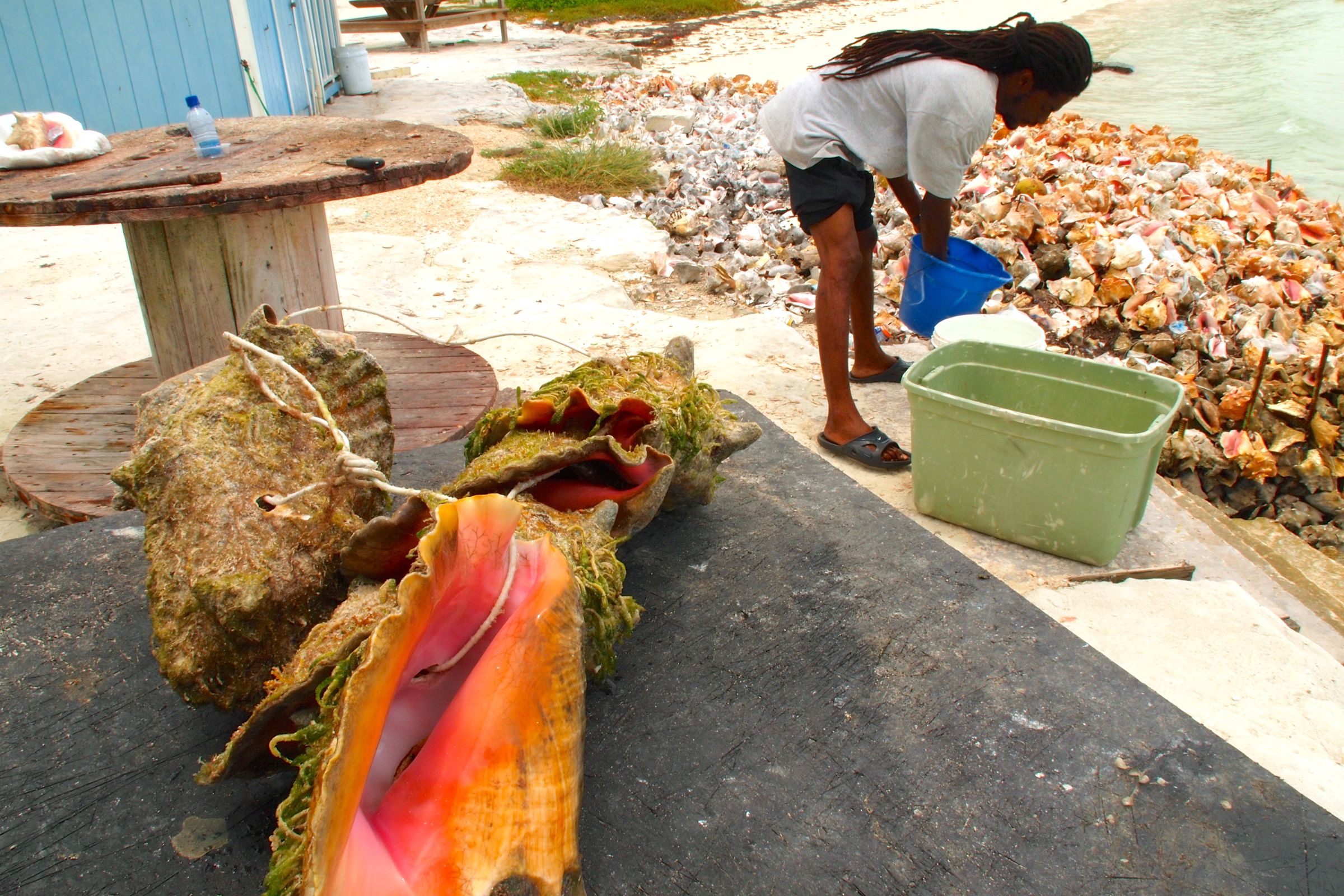 Conch Pistol aka Bahamian Viagra