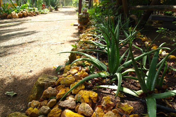Aloe Grows in Dinah Veeris' Garden | SBPR