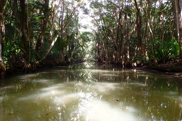 Indian River Dominica Indian River Dominica | SBPR