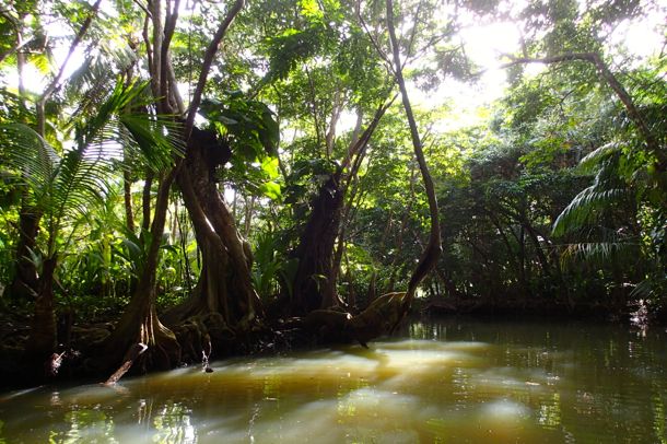 On the Indian River in Portsmouth, Dominica | SBPR