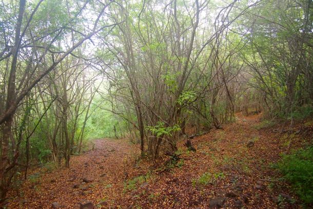 On the trail to Bolans in Antigua | SBPR