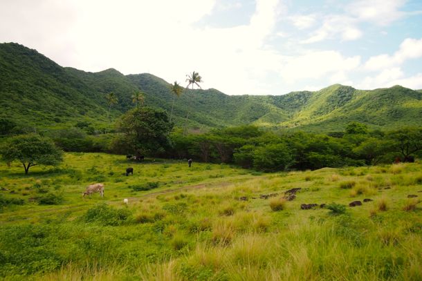 Cows and goats graze along the trail to Bolans, Antigua | SBPR
