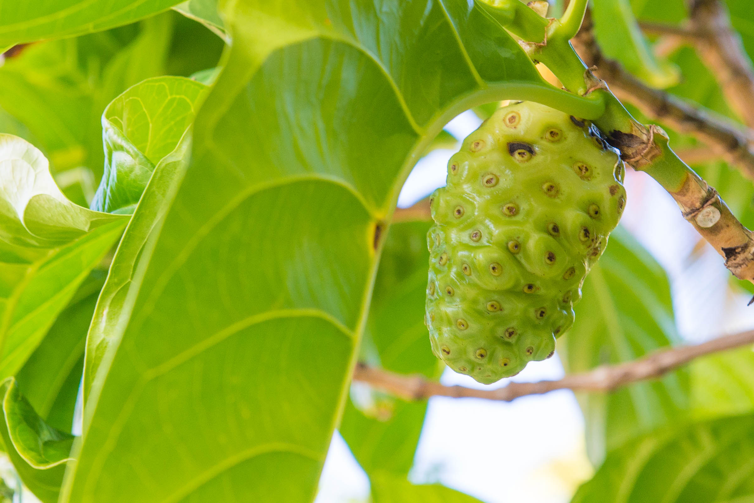 miracle healer noni fruit by Patrick Bennett