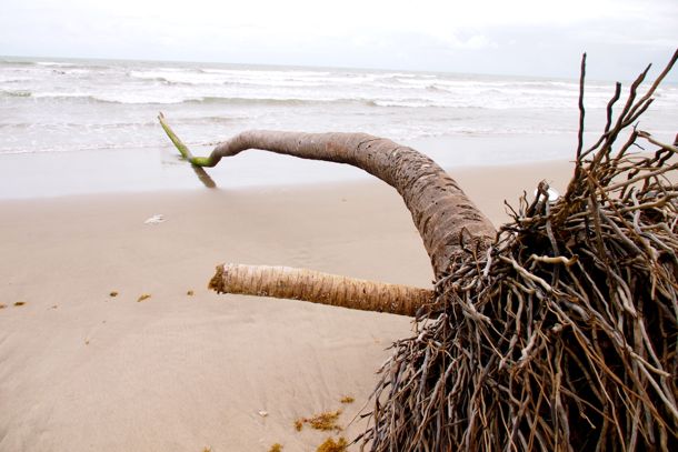 Felled palm tree on Manzanilla Beach, Trinidad | SBPR