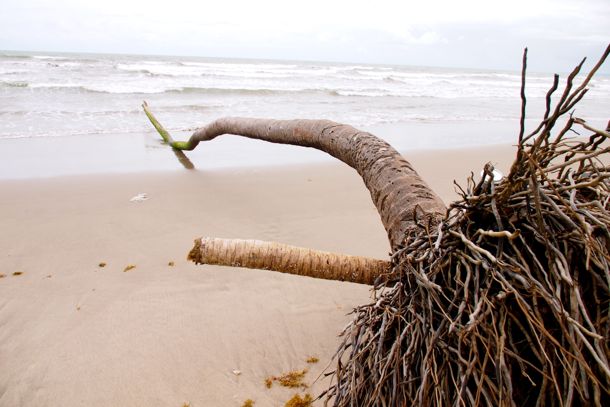 Felled Manzanilla Palm