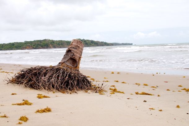 Headless Palm on Manzanilla Beach, Trinidad | SBPR