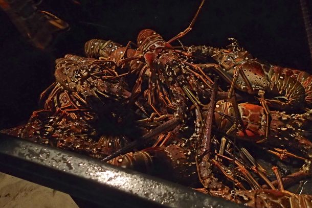 Petibonum lobsters waiting for your selection | SBPR