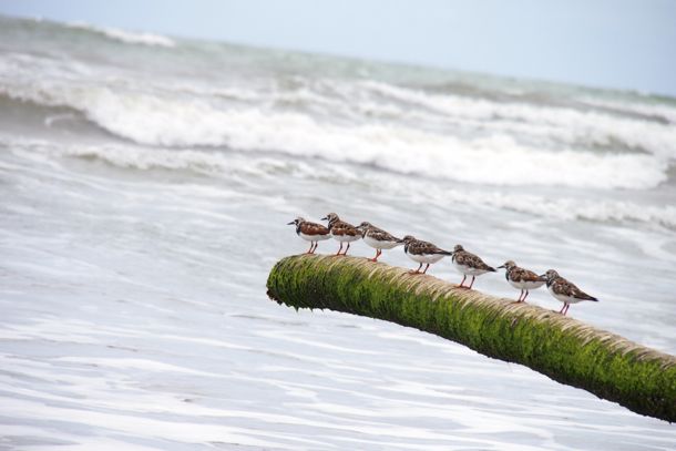 Sandpipers' Perch