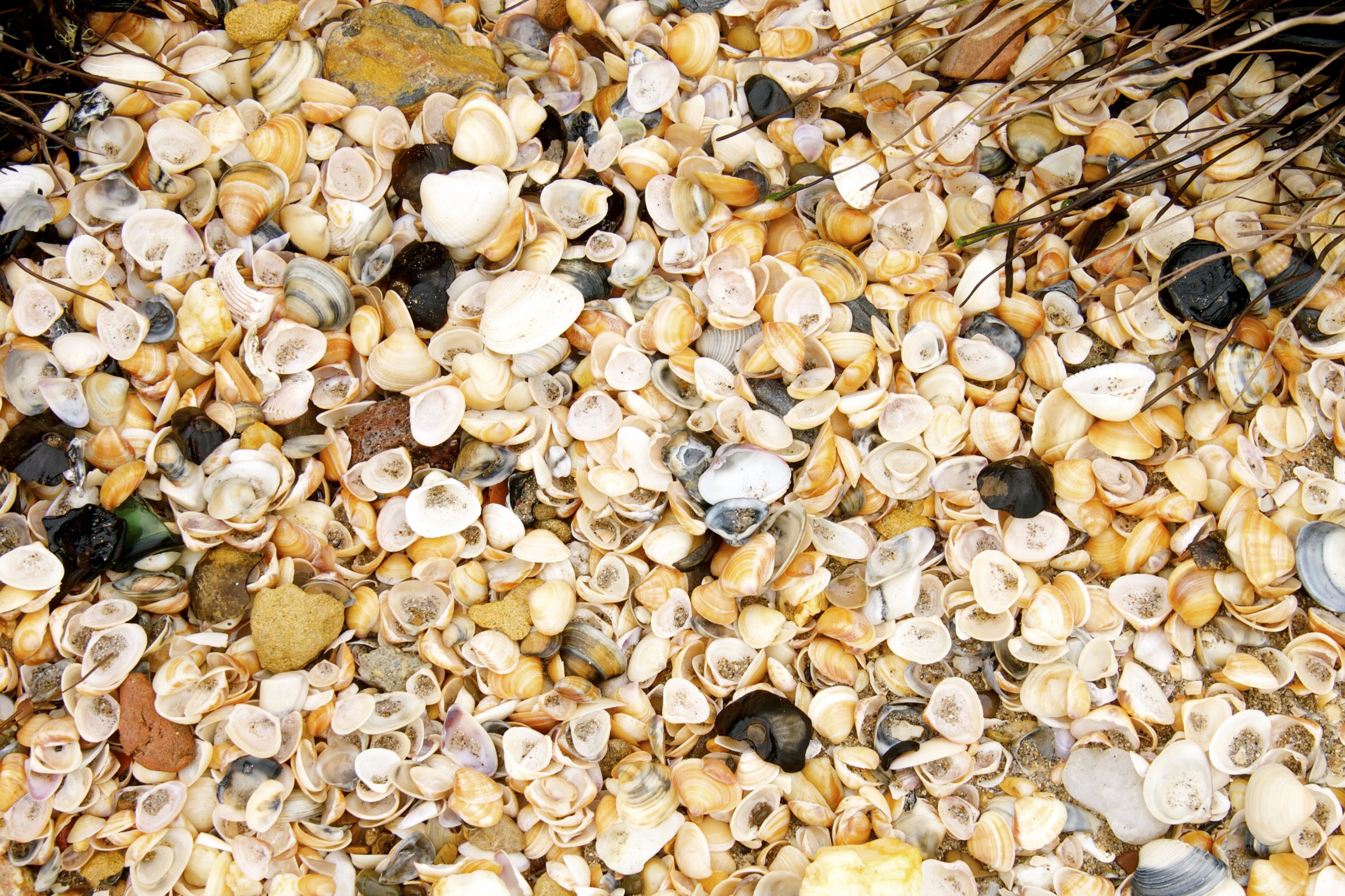 Manzanilla Trinidad Sea Shells