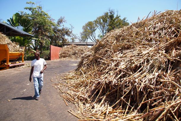 Fresh cut cane piled high at the Rhum Barbancourt Distillery in Haiti | SBPR