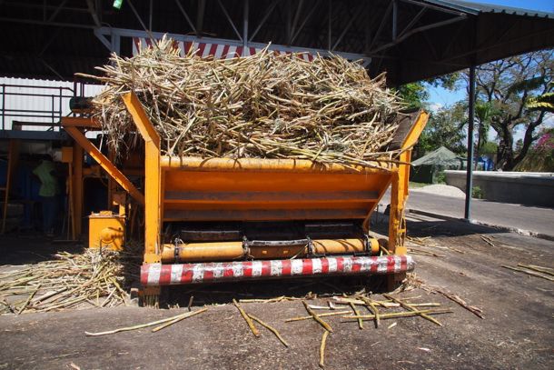 Fresh cut cane waiting to be crushed at Rhum Barbancourt | SBPR