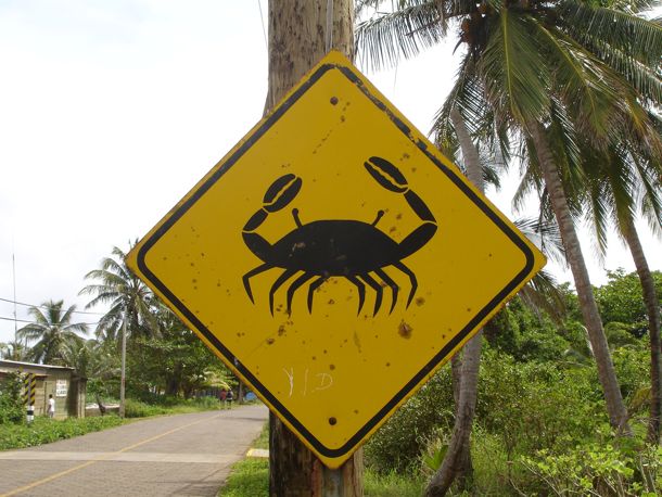 Crab Crossing