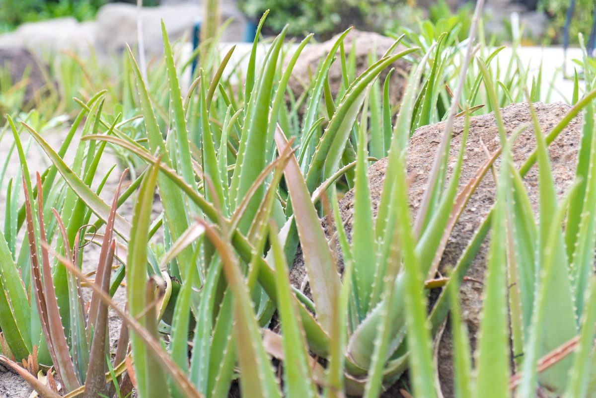 Galley Bay Resort and Spa - Aloe Garden by Patrick Bennett Galley Bay Resort and Spa - Aloe Garden by Patrick Bennett