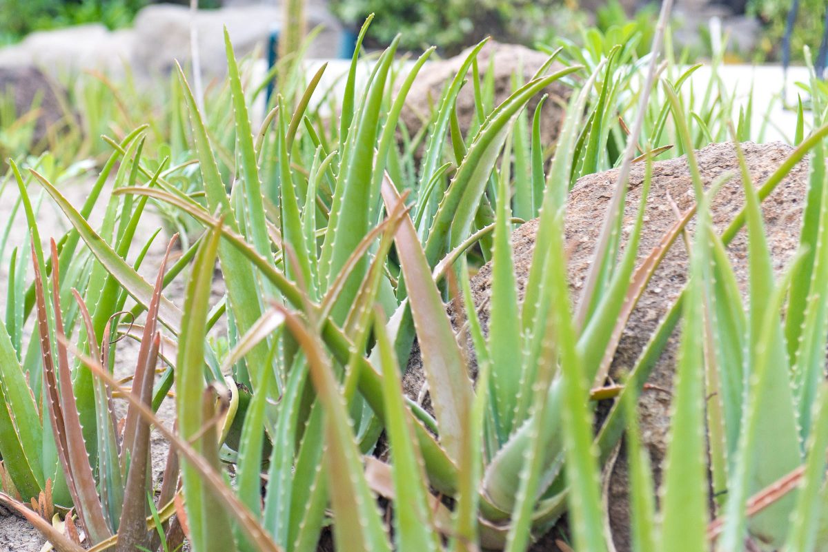 Galley Bay Resort and Spa - Aloe Garden by Patrick Bennett