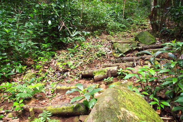 Stairs at the start of the Zom Zom Trail | SBPR