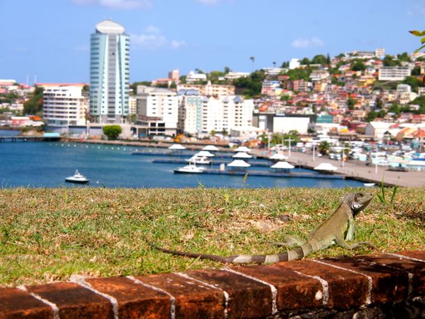 Green Iguana resident of Fort Saint Louis | SBPR