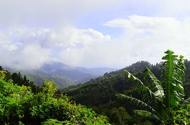 High up in Jamaica's Magical Blue Mountains | Credit: Zickie Allgrove