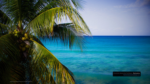 Coconuts Above the Caribbean, Barbados