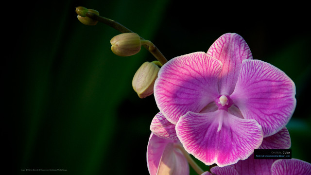 Orchids, Cuba