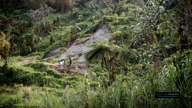 Mystical Horse, Puerto Rico